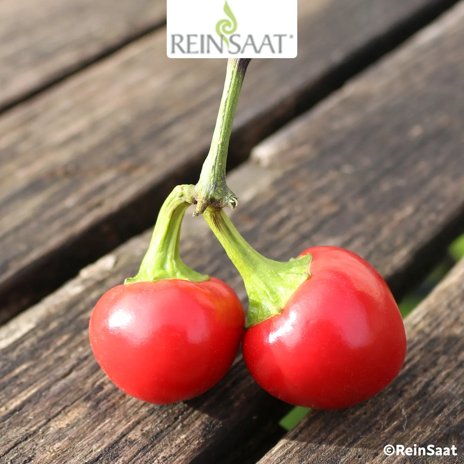 Saatgut Kirschpfefferoni "Red cherry small" Saatgut Kirschpfefferoni "Red cherry small"