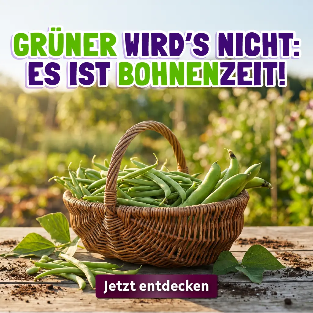 Bohnen Bohnenzeit Header mobile