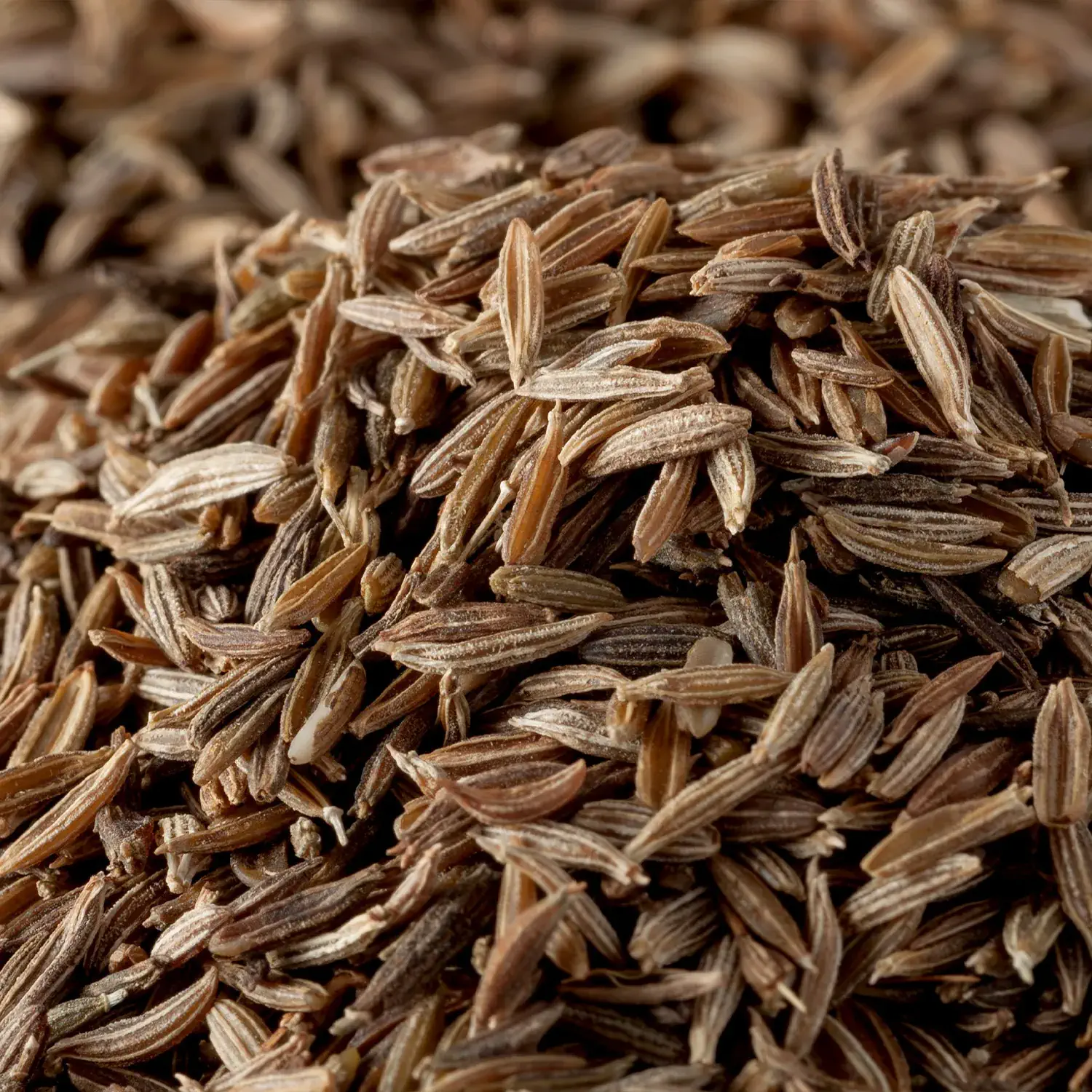 Nahaufnahme von ganzem Kreuzkümmel (Cumin)