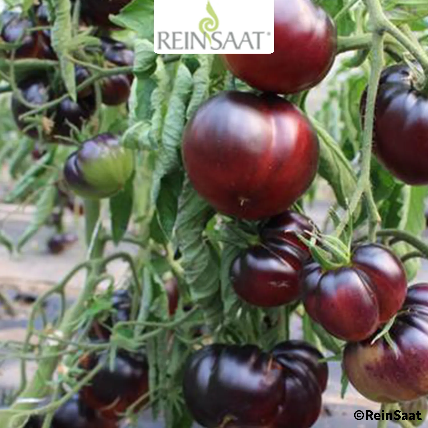 Saatgut Tomate "Black Beauty"