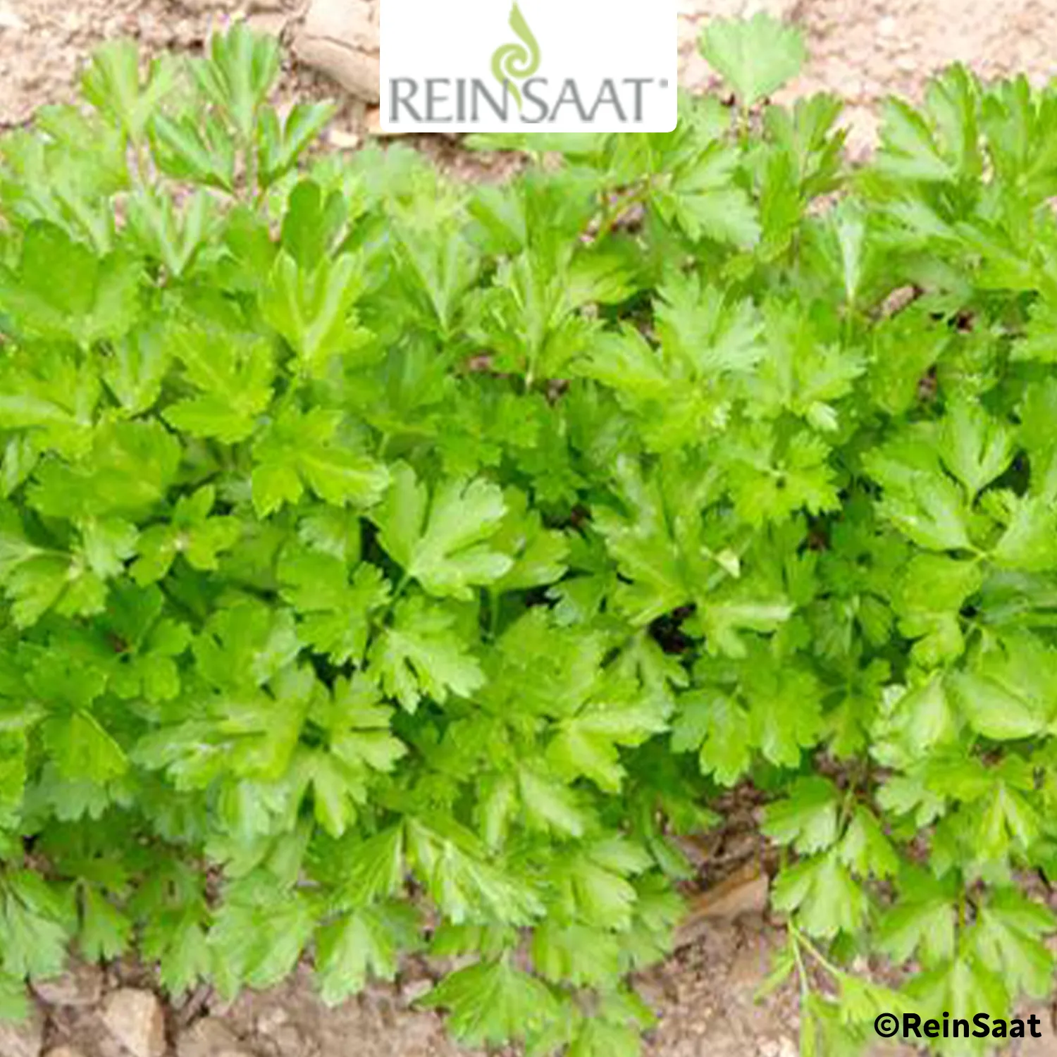 Saatgut Petersilie "Einfache Schnitt 3" Saatgut Petersilie "Einfache Schnitt 3"