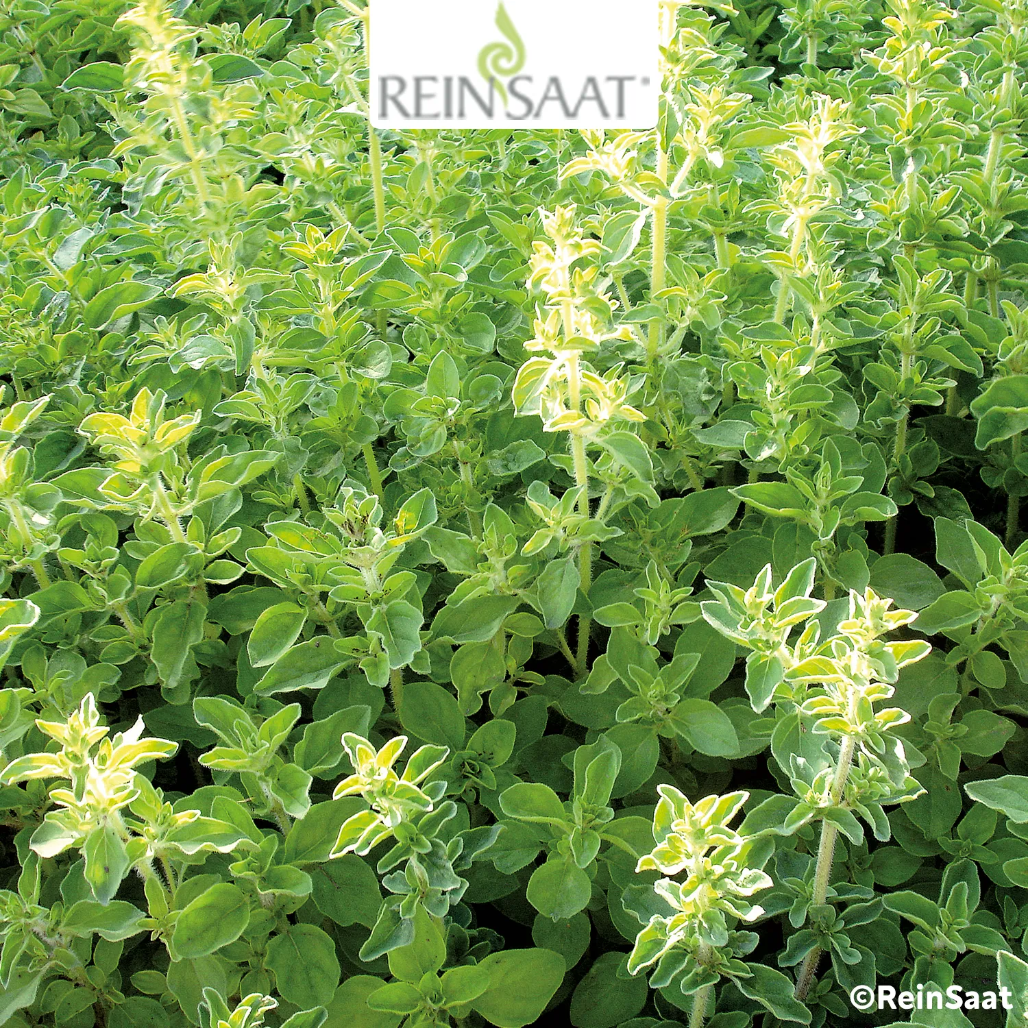 Saatgut Würzoregano Samothrake
 Saatgut Würzoregano Samothrake