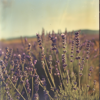 Nahaufnahme von Lavendel auf einem blühenden Feld