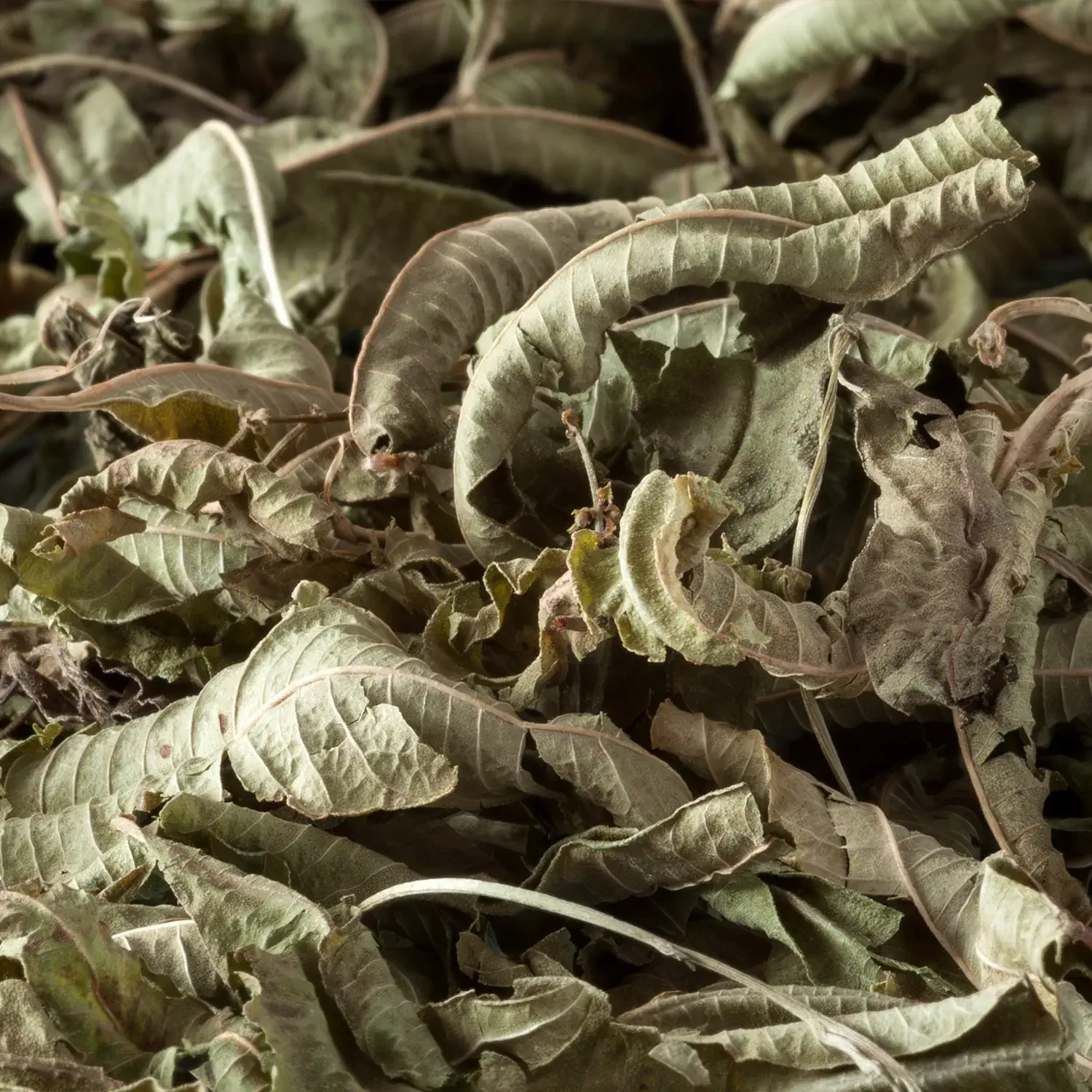 Zitronen-Verbene Tee, Kräutertee Loser Eisenkraut-Tee (Verbene) in einer Tasse